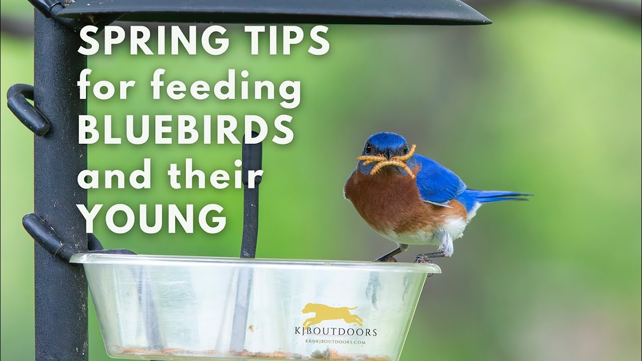 Tips for feeding Bluebirds and their young