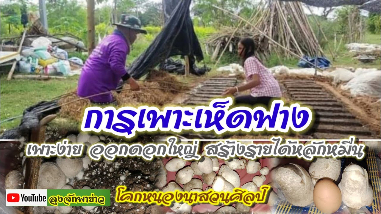 การเพาะเห็ดฟาง เพาะแบบอัดก้อนกองเตี้ย มีรายได้หลักหมื่น สร้างงานสร้างอาชีพ @ลุงจักพาย่าว