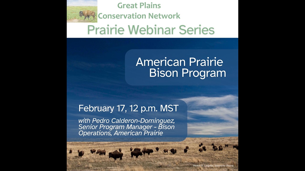 American Prairie Bison Program, with Pedro Calderon-Dominguez