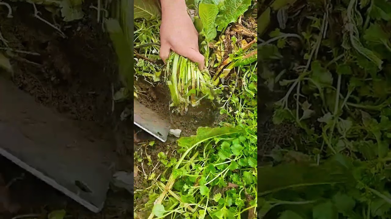 The Perfect Cut: Harvesting Fresh Greens! 🥬🔪 #farmoratv #nature #asmr