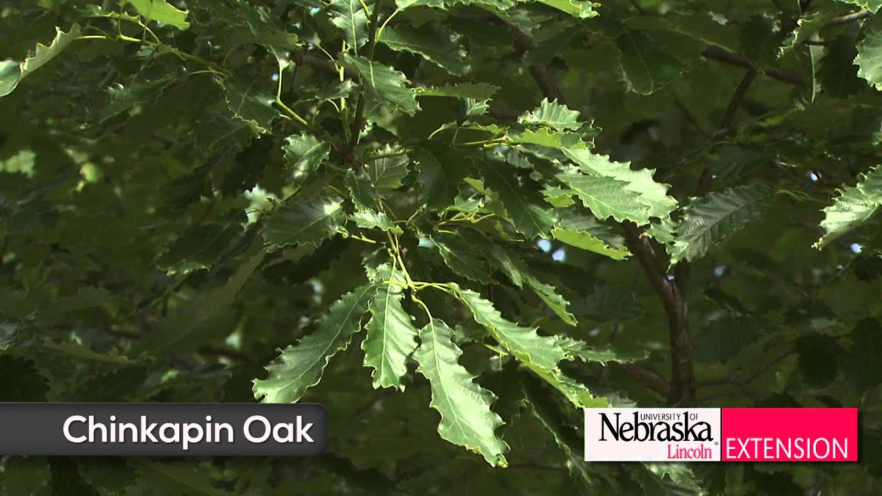 Oaks Trees