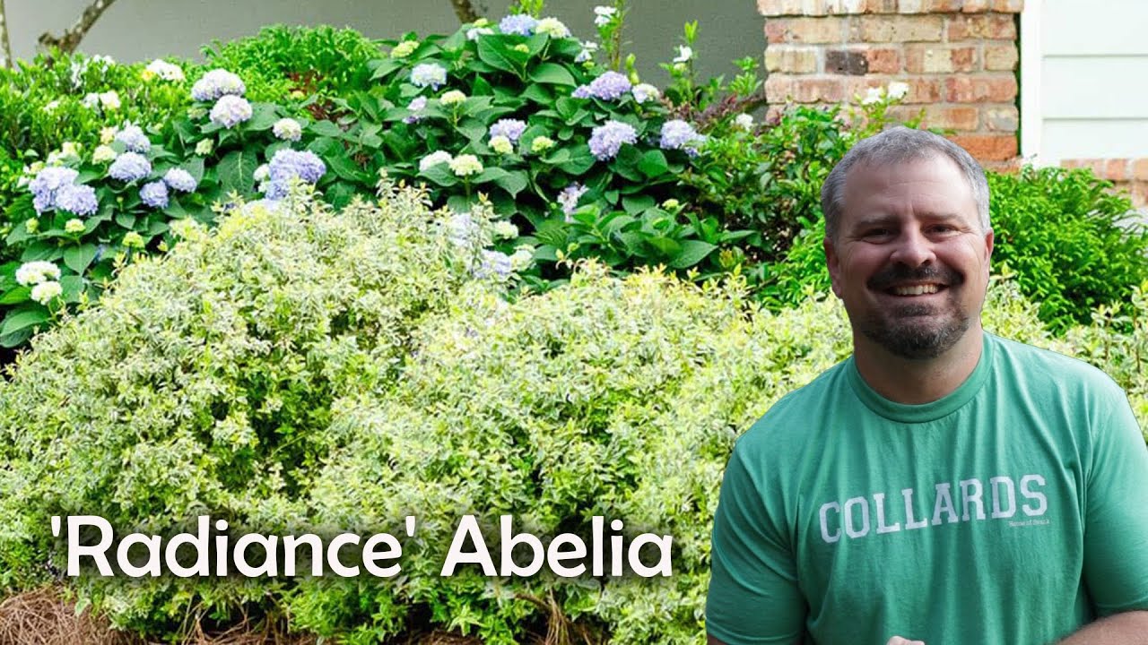 'Radiance' Abelia