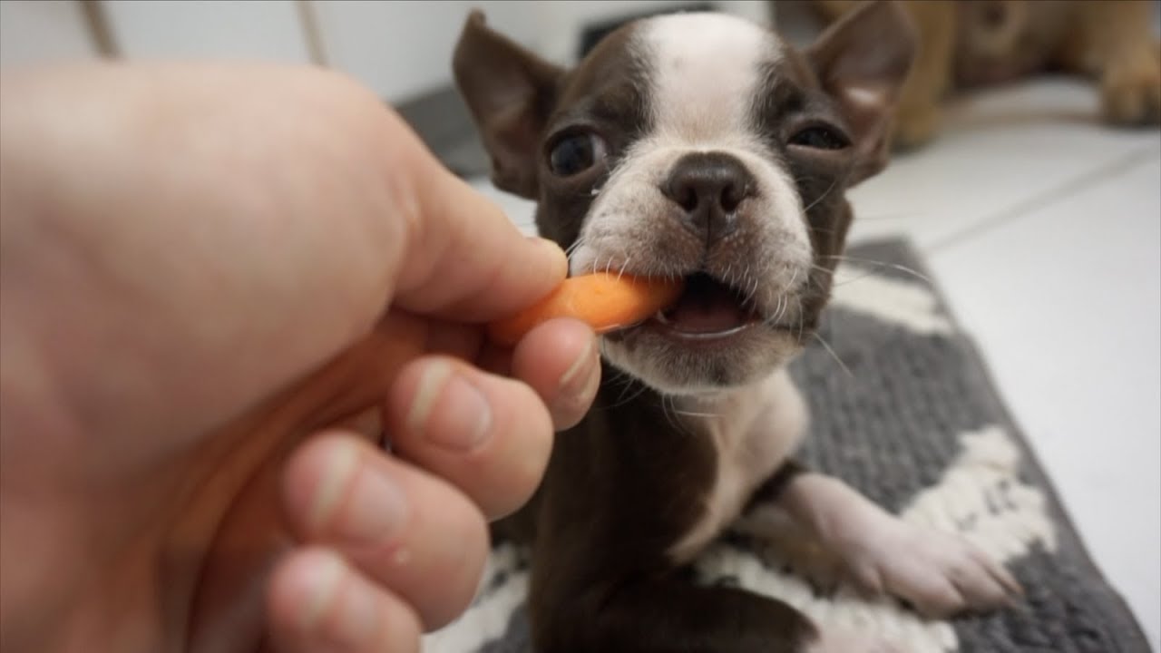 Boston Terrier puppy LOVES Carrots CUTE 😍