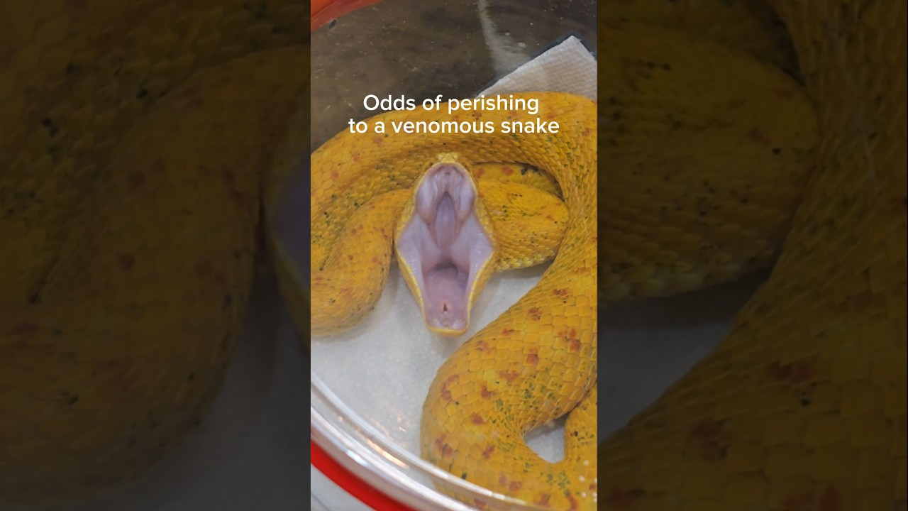 NEVER take a venomous snake bite. #reptiles #venomoussnakes #cobra #gaboonviper #pets
