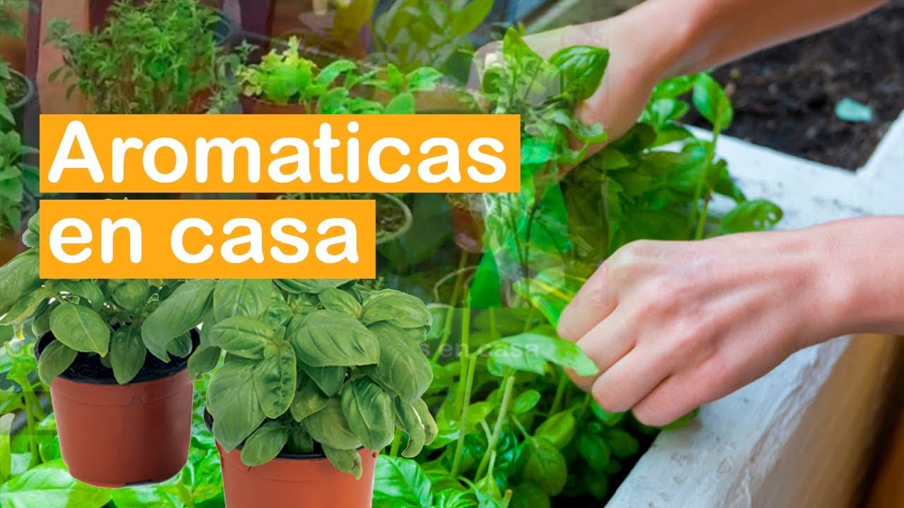 Como cuidar arom&aacute;ticas en casa  JARD&Iacute;N URBANO