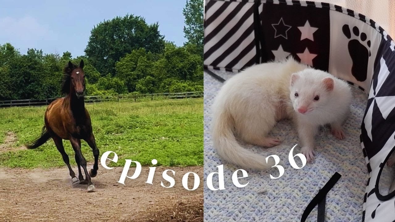 Days of Summer - Momo Went to the Vet! | Episode 36