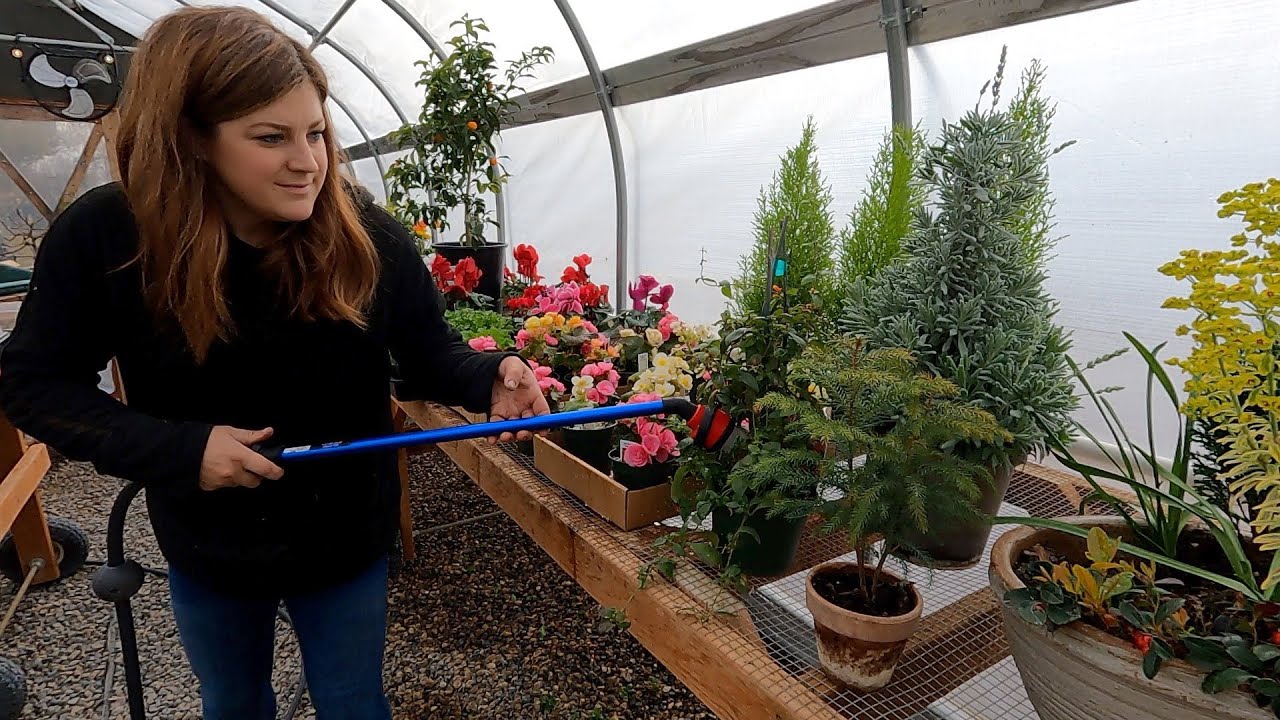 Greenhouse Tidy Up (+ Planting Freesias & Finishing the Dahlias)!  💪🌿🙌 // Garden Answer