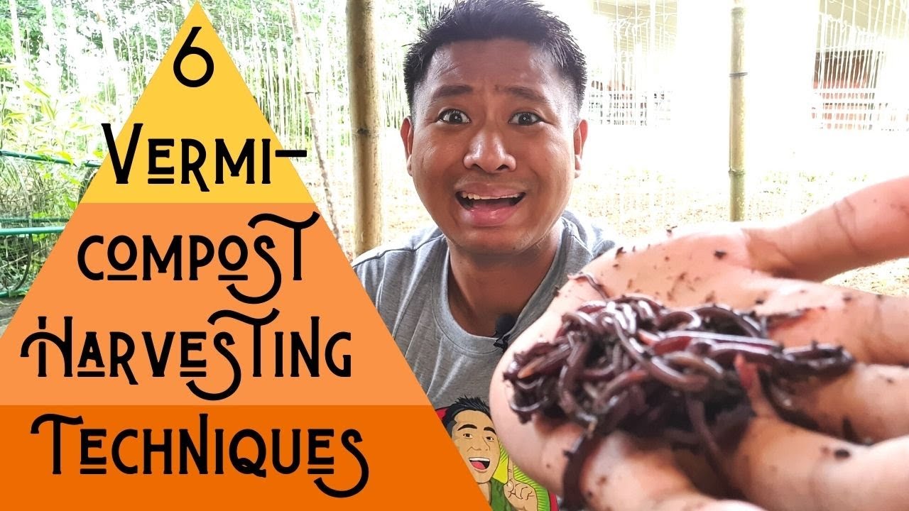 6 Vermi-Compost Harvesting Techniques (6 na paraan ng pag-aani ng vermicompost)