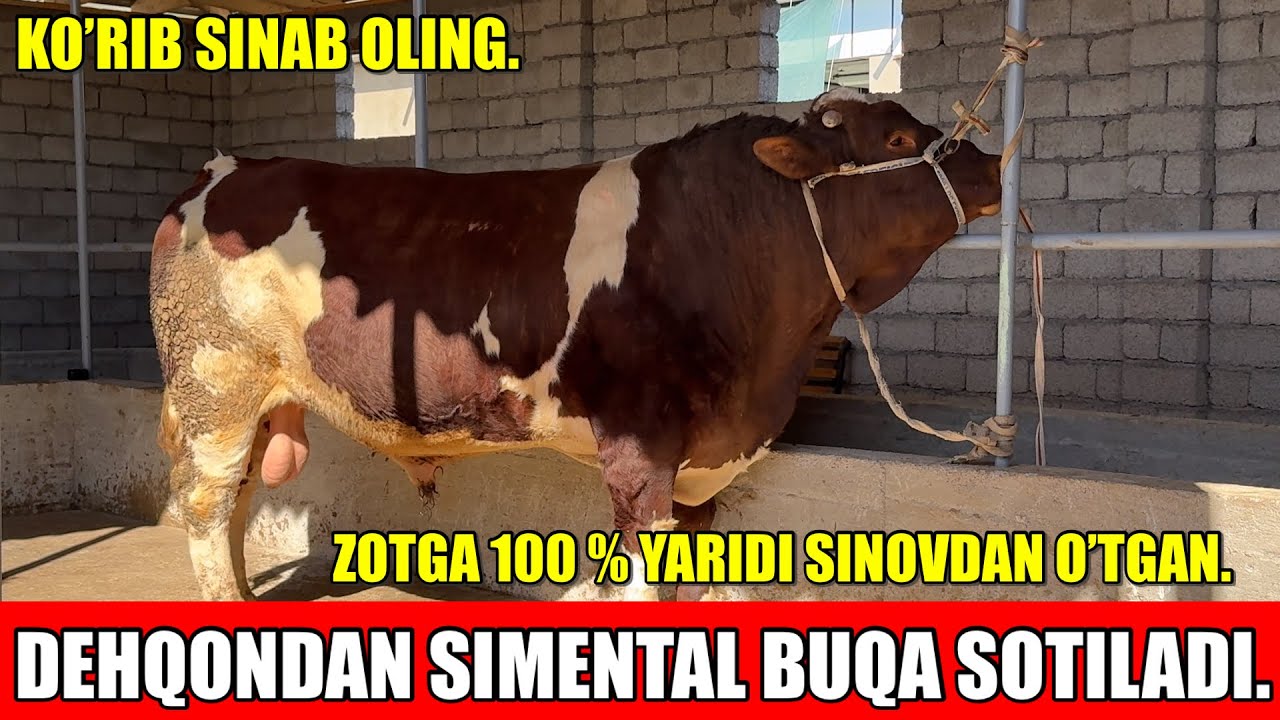 DEHQONDAN SIMENTAL BUQA SOTILADI.KO’RIB SINAB OLING.
