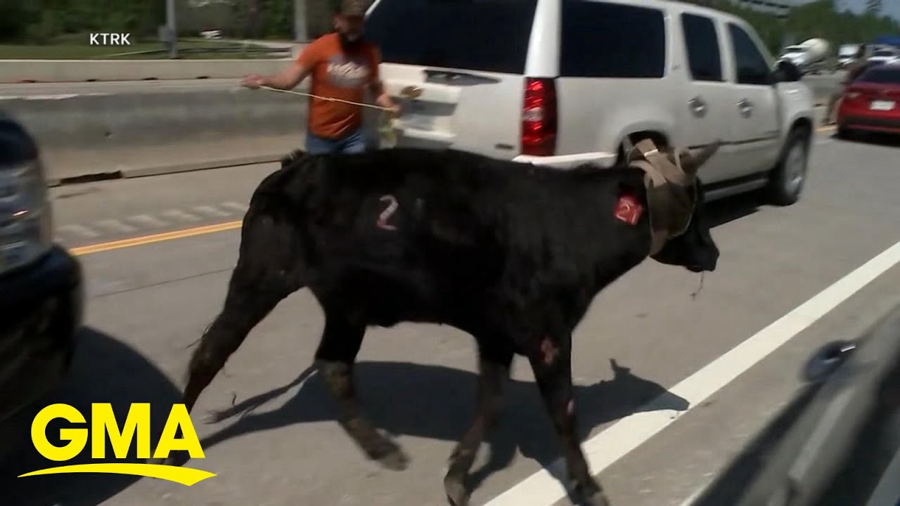 Loose cattle tie up traffic on Texas highway