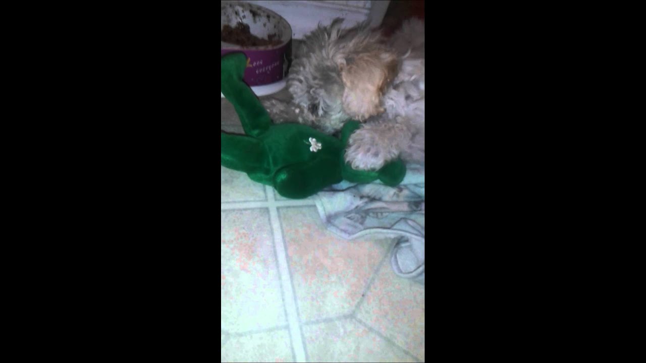 Welcome to PuppyTube