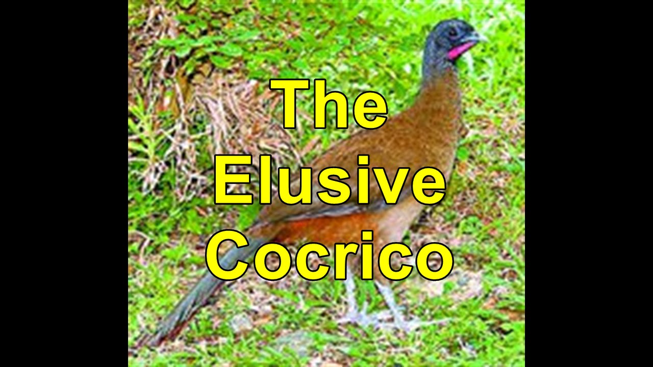 The Elusive Cocrico T&T's National Bird