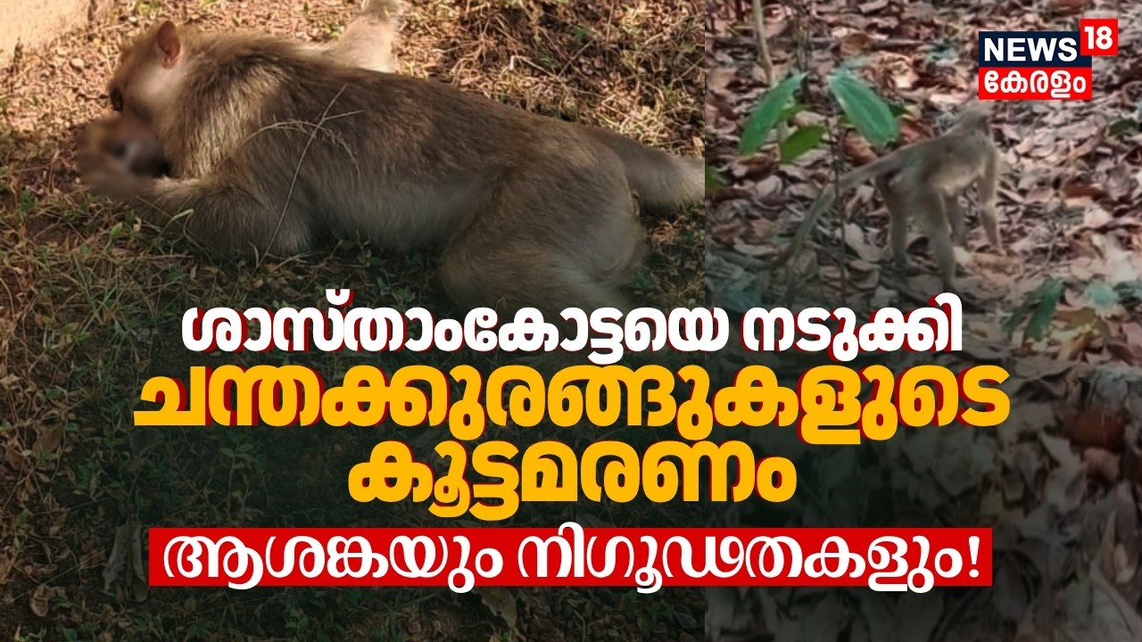 Sasthamcottaയെ നടുക്കി ചന്തക്കുരങ്ങുകളുടെ കൂട്ടമരണം: ആശങ്ക! പകർച്ചവ്യാധിയോ? നിഗൂഢത തുടരുന്നു! N18V