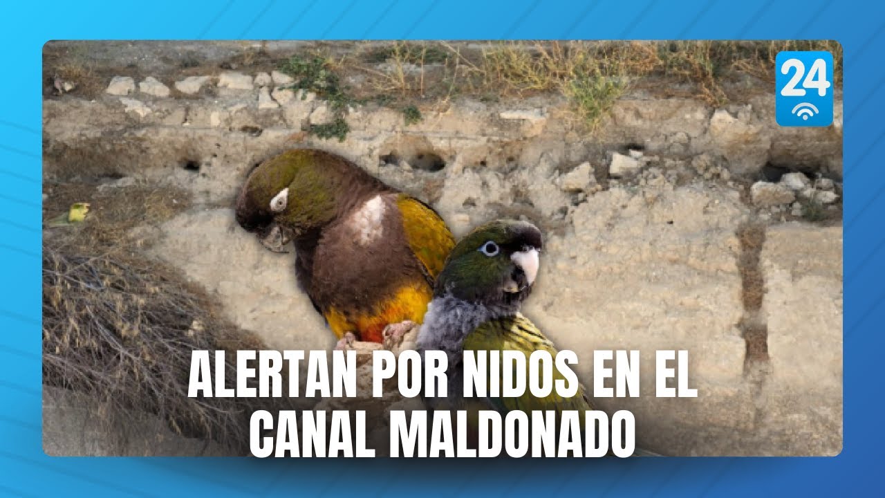 Loros barranqueros: alertan por nidos en el canal Maldonado antes de su reconstrucción