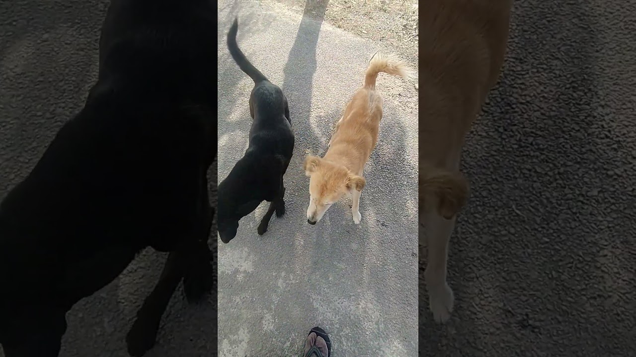 Daily vlog ❤️ Ajj kiti inspection  ✅#shortvideo #singhvlog