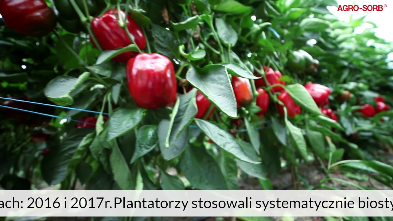 Zwiększone plony papryki w uprawie  pod osłonami  - AgroSorb Radiculum - PolskieAminokwasy.pl