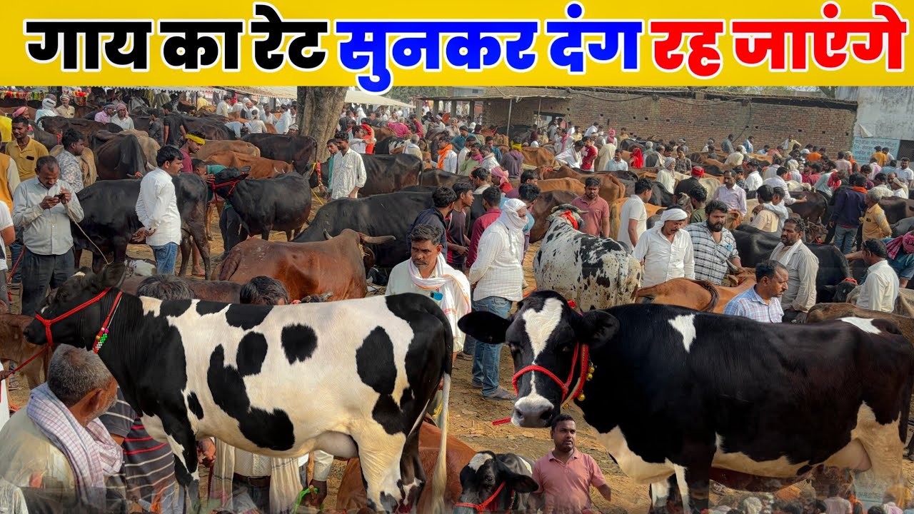 😱 गाय का रेट सुनकर दंग रह जाएंगे! | मौहरिया पशु मंडी प्रयागराज” |Mohariya Pashu Mandi prayagraj
