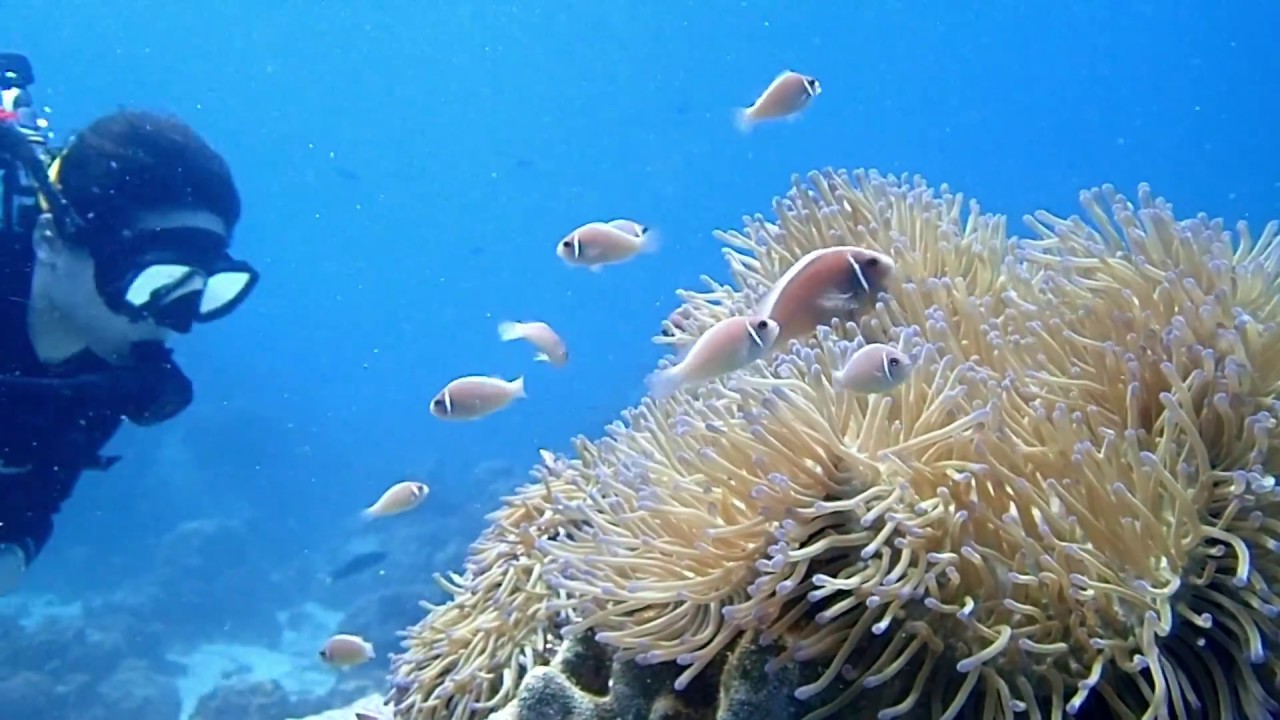 Koh Samui Thailand Scuba Diving 2017