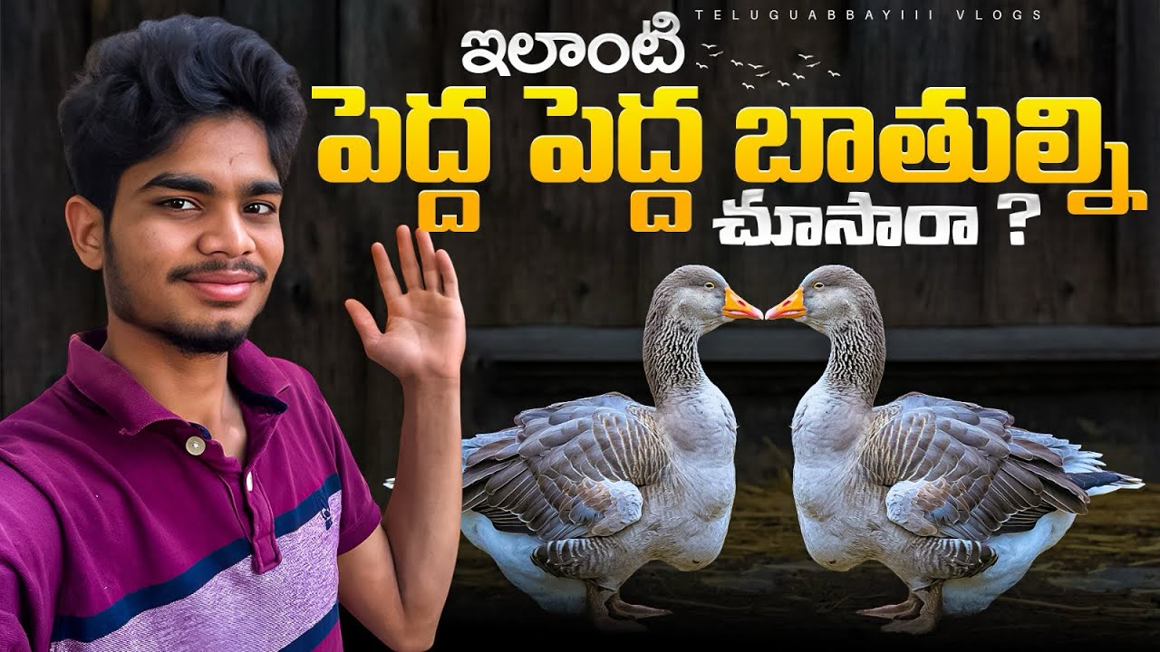 ఇలాంటి పెద్ద పెద్ద బాతుల్ని చూసారా ?॥ప్రపంచంలో అతి పెద్ద బాతులో ఇది ఒకటి॥Toulouse goose duck #birds