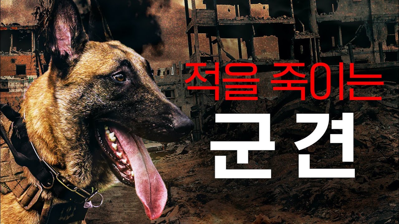 군견한테 살인 기술을 교육한다. 특수작전 K9