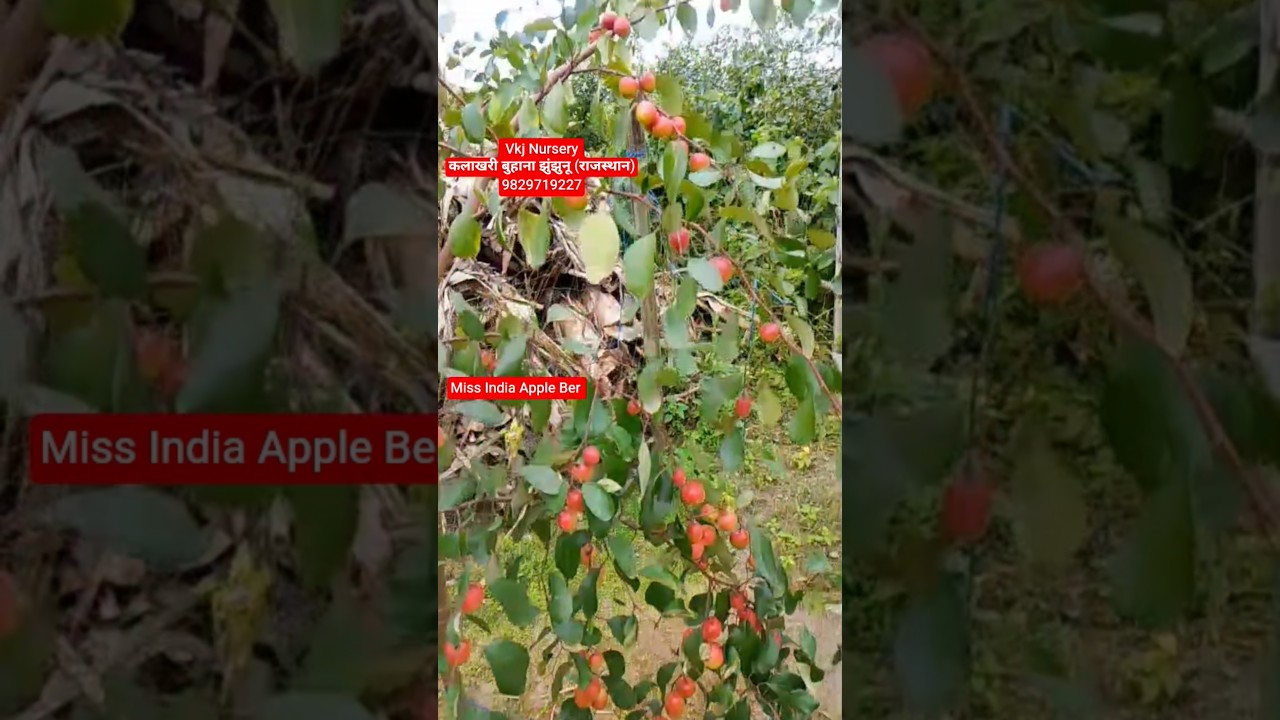 Miss India Apple Ber plant Available on vkjnursery 9829719227 #appleberplant #missindiaappleber #ber