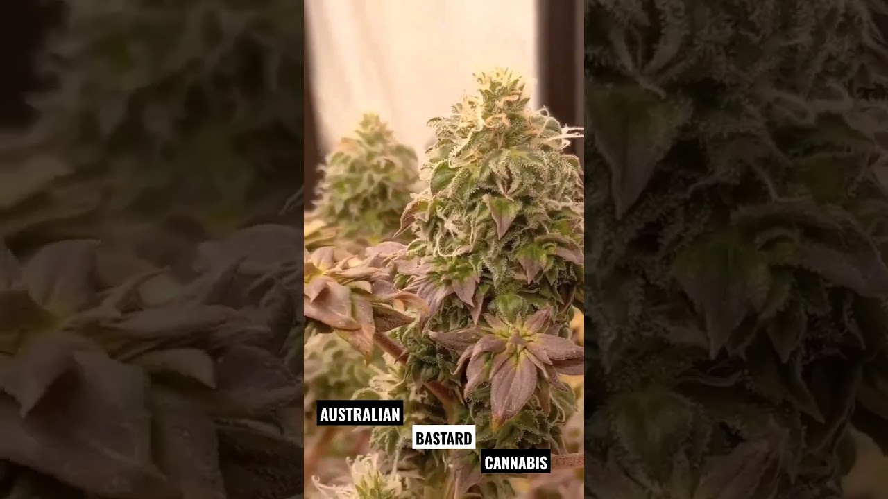 Australian Bastard Cannabis (ABC)#shorts  #maconha #cannabismutant