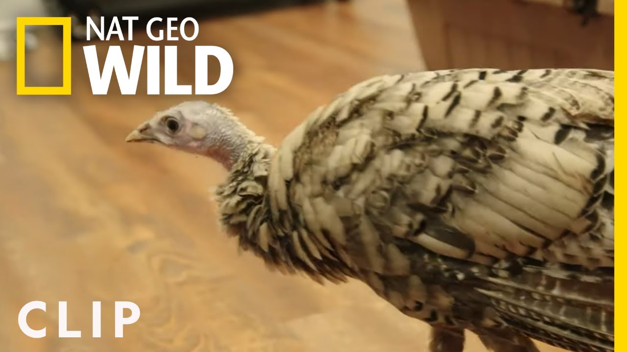 Turkey Time with Ralph and Penny | Critter Fixers: Country Vets