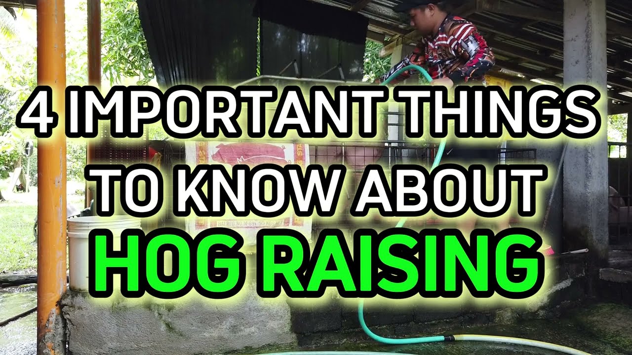 HOG RAISER TUTORIAL (ULING, SUKA, MADRE DE AGUA AND SCOURING)