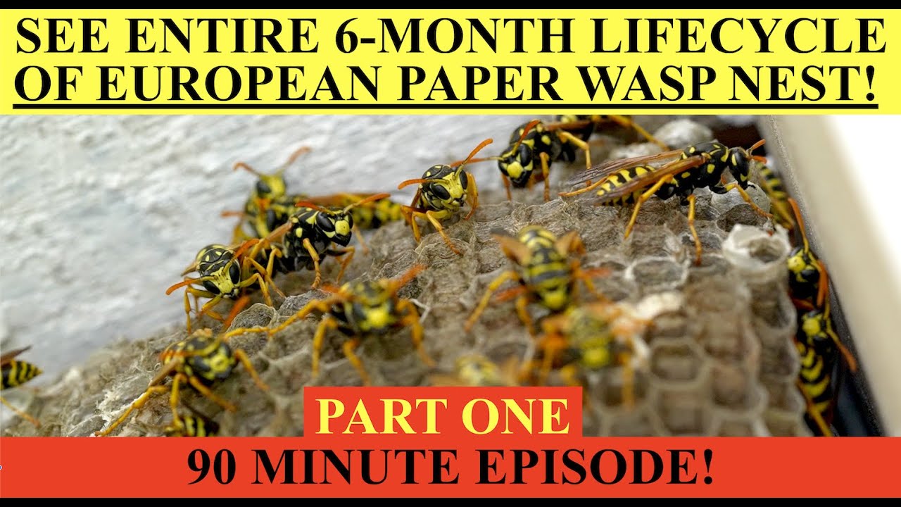 SEE WASP NEST DEVELOP OVER 6 MONTHS- ENTIRE LIFECYCLE!  PART ONE! EUROPEAN PAPER WASP (P. DOMINULA)!
