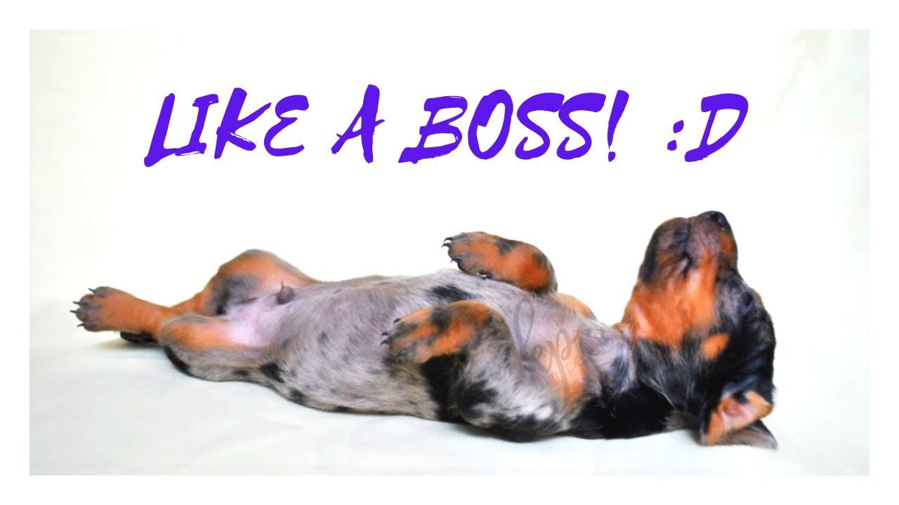 CUTE DACHSHUND PUPPIES (Cuteness Overload!)