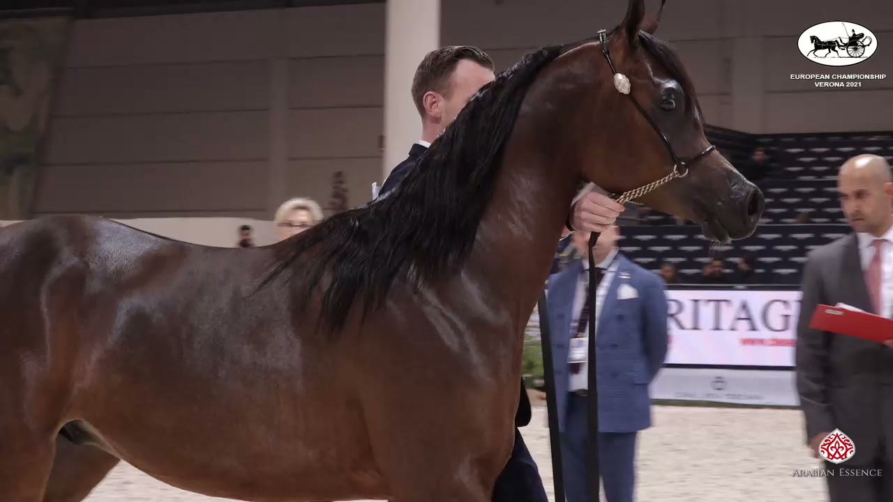 N 52 WF GAWIN   European Championship 2021   VERONA   Yearling Colts Class 10B