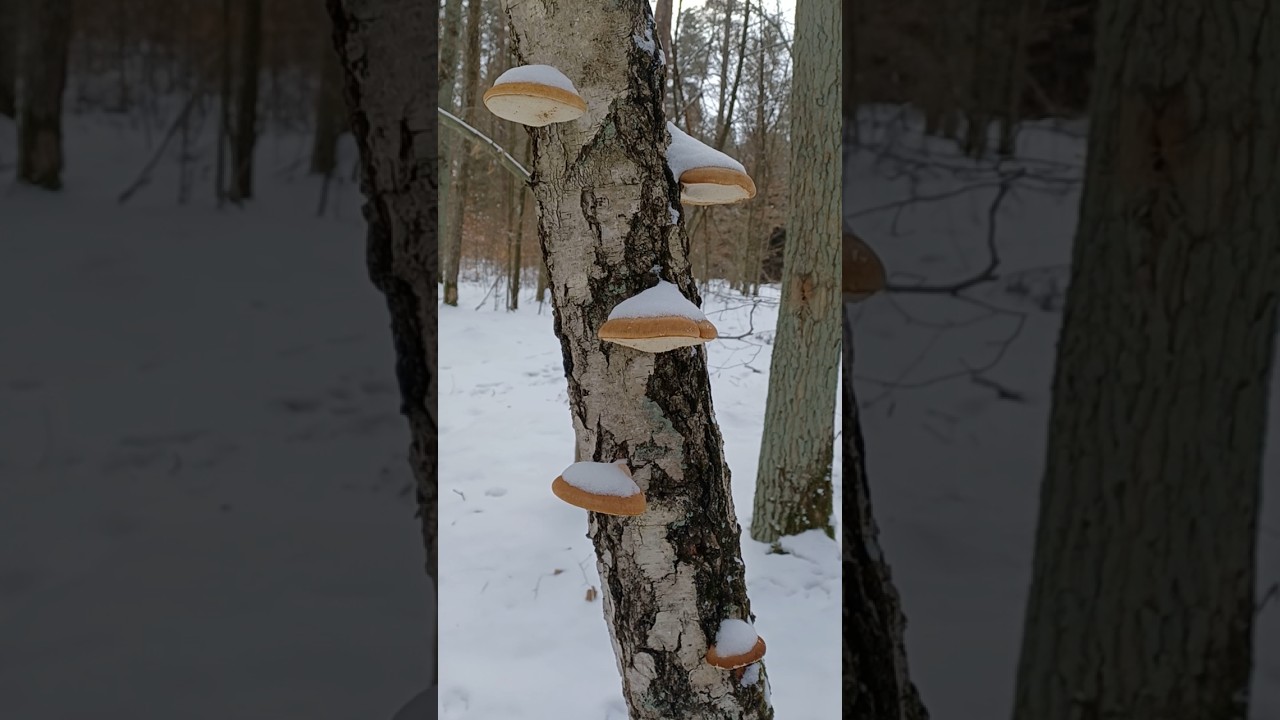 Wysyp w jednym miejscu #mushroom #fungi #grzyby #grzybobranie