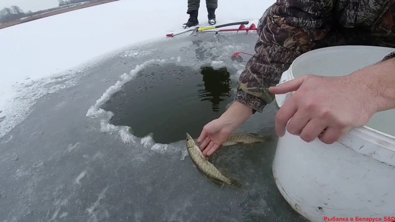 Щуки однолетки. Переселяем в озеро Соловьи...