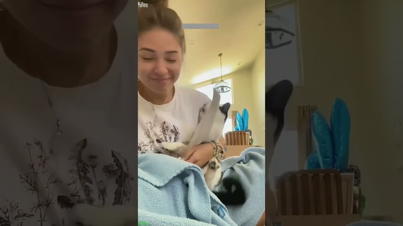 Cute Kittens 😾 kitten meowing crying 😻 # Episode 3577