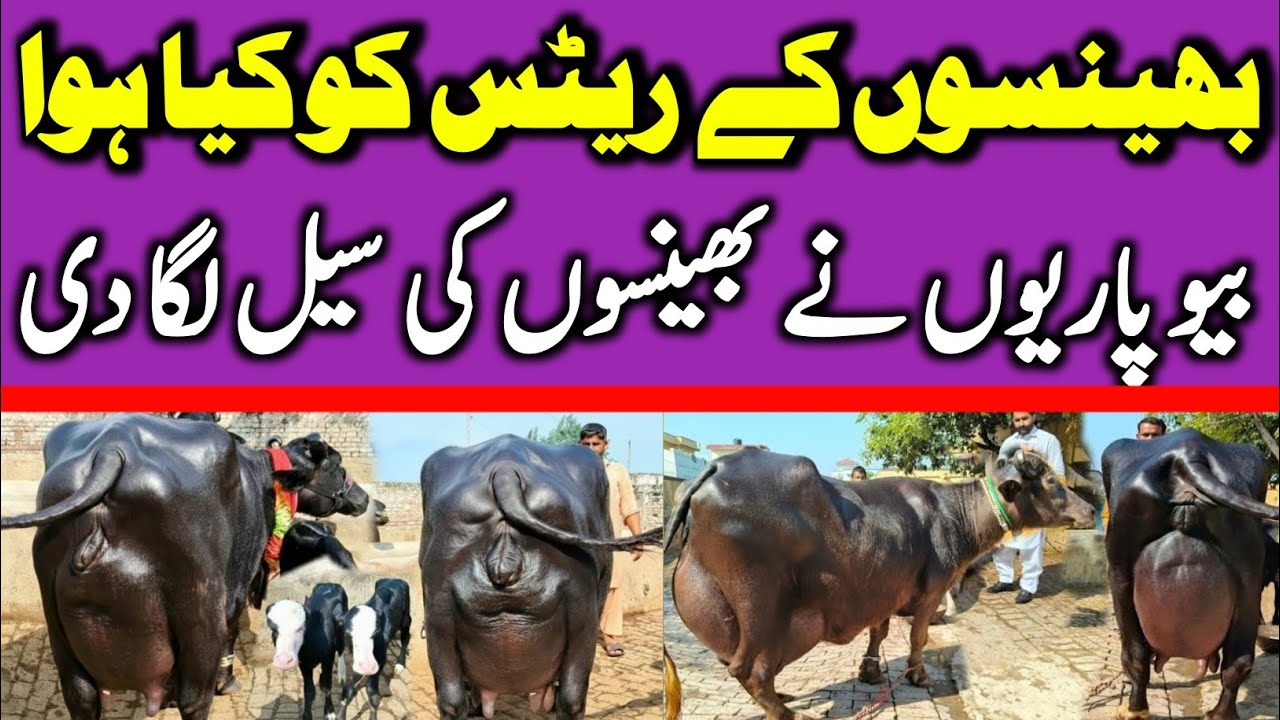 Buffalo Fresh Rates Update 2025 | Nili Ravi Buffalo Price In Punjab | Buffalo For Sale Today 