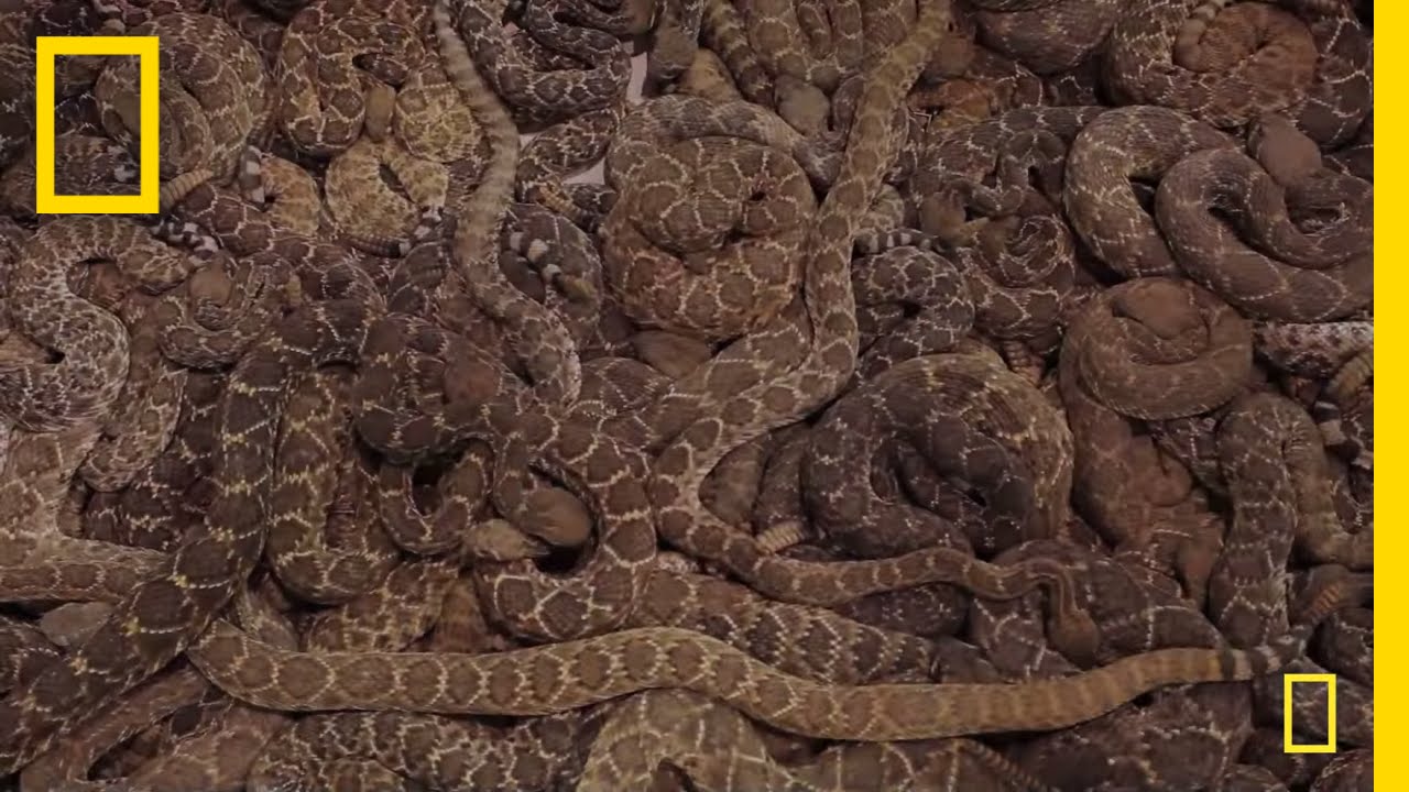Rattlesnake Roundup | National Geographic