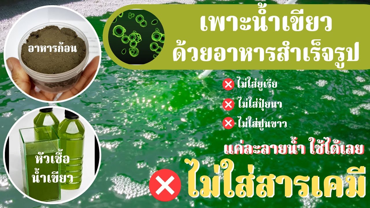 เพาะน้ำเขียวคลอเรลลา (Chlorella) ด้วยอาหารก้อนสำเร็จรูป ไม่ใช้สารเคมี ได้ผลจริง