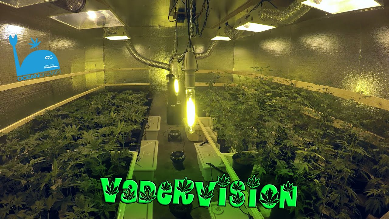 This Grow Op is now Fully Operational!