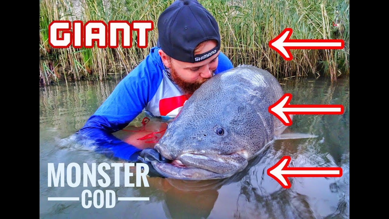GIANT MURRAY COD - Jim's Fishing