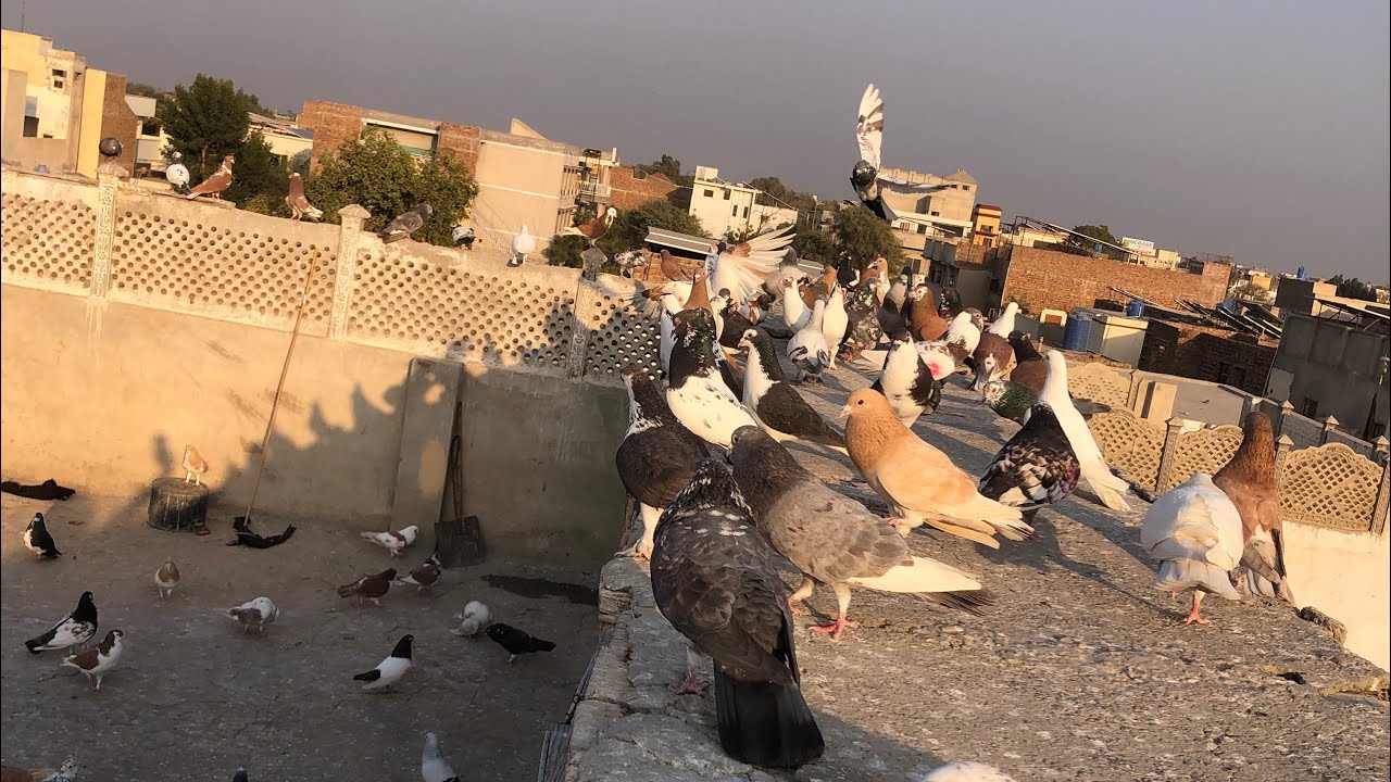 Koi hal nhi aj ka bht garme hai kabootar phr khush hai 🕊️☺️