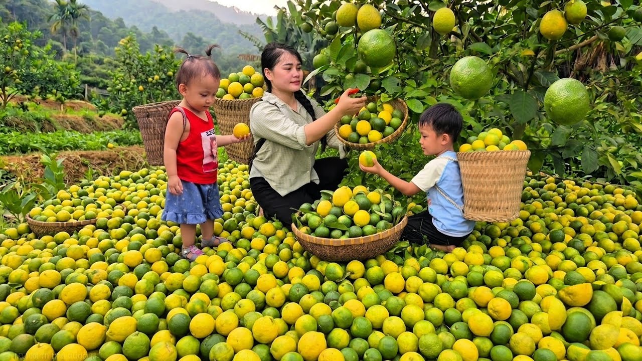A Single Mom's Happiness | Selling Fresh Lemons to Buy New Clothes for Her Children