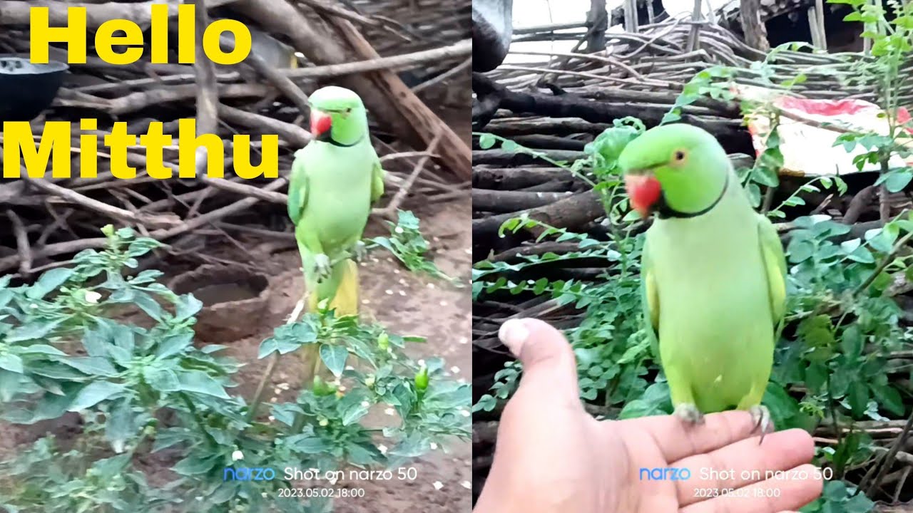 Talking Parrot Ringneck Pablo Mummy ka Beta hai aur ye Parrot Nhi Mummy ki Copy hai