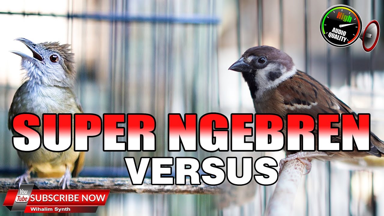 KAPAS TEMBAK VS GEREJA GACOR TARUNG TUNGGAL JERNIH COCOK UNTUK MASTERAN SEMUA JENIS BURUNG KICAU