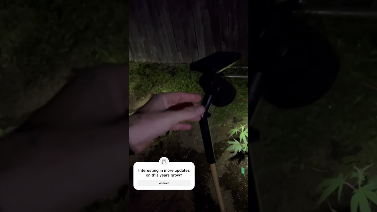 2024 Grow, supplemental light #outdoor grow#2024 weed grow