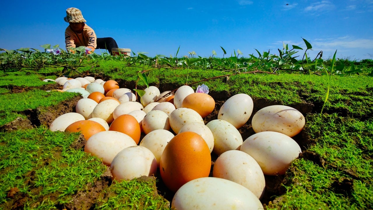 Best amazing - Harvest duck eggs a lot on the grass a field near village by hand