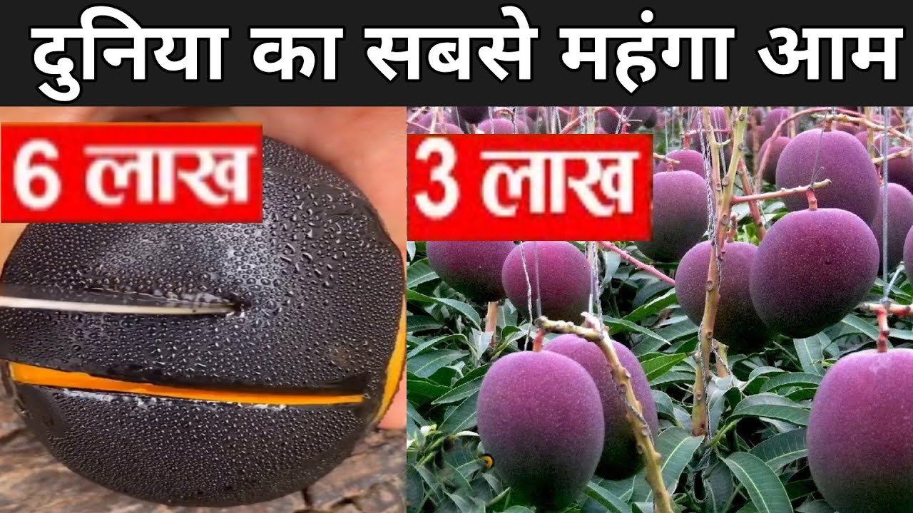 लाखो रुपए का बिकने वाला आम | World's Most Expensive Mango | Miyazaki Mango In India