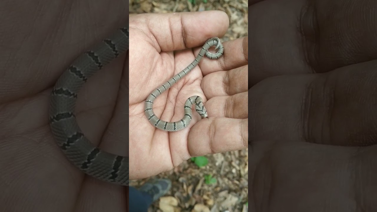 Common Kukri Snake Rescue BBBPark, Ormanjhi, Ranchi | Ranchi Zoo | Bhagwan Birsa Biological Park