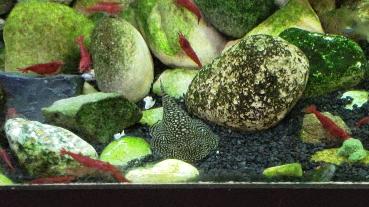 Sewellia lineolata update!