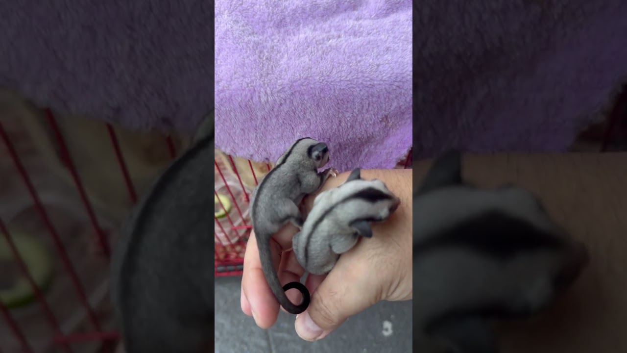 Joey sugar glider classic grey 2 weeks
