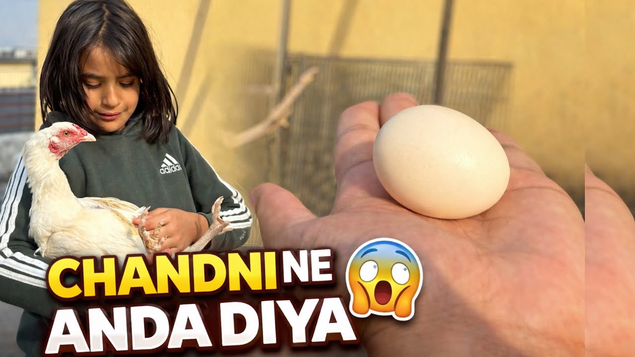 Chandni Ne Pehli Baar Anda Diya 😱🥚